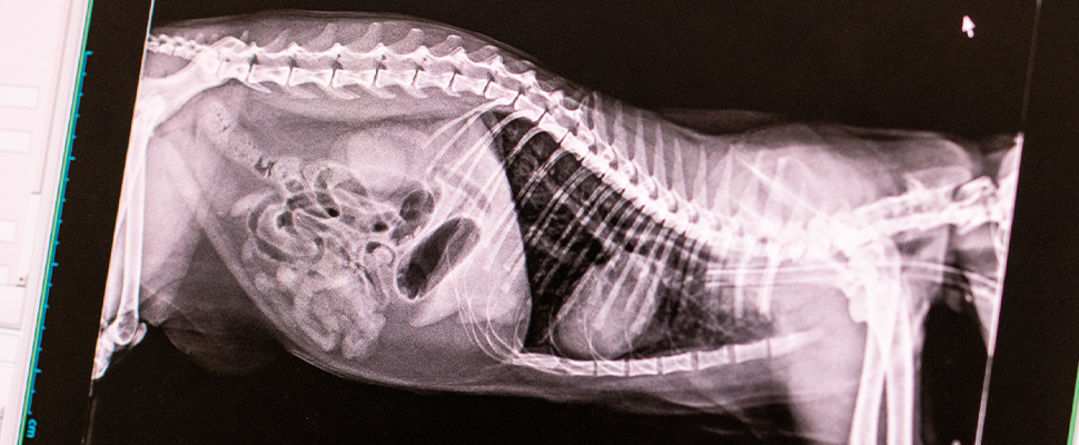 Highlands-Eldorado Veterinary Hospital - X-Rays